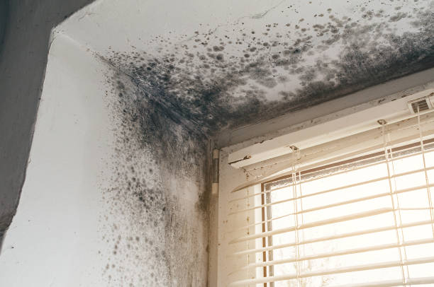 Affordable Attic Mold Remediation solutions in Barnesville, MN